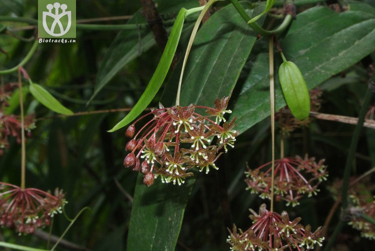 liliaceae-smilax bockii西南菝葜-云南永善乌蒙山三江口 (14).