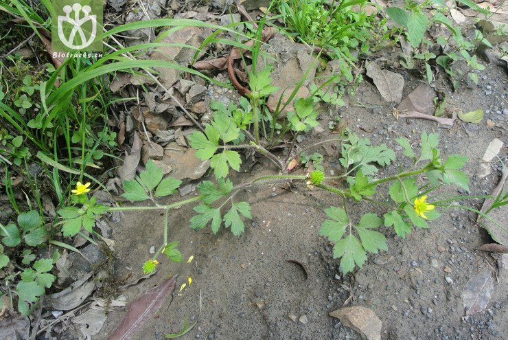ranunculaceae-ranunculus sieboldii扬子毛茛-云南永善乌蒙山三江口