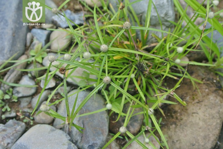 cyperaceae-kyllinga brevifolia短叶水蜈蚣-云南芒市中山-勐戛 (1).