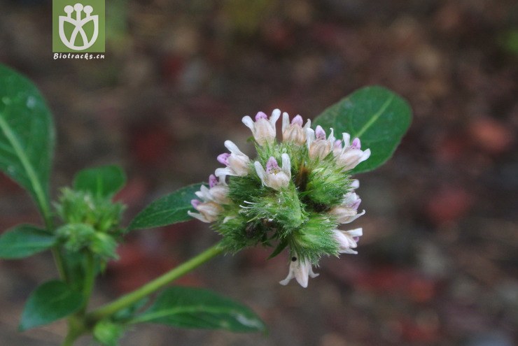 acanthaceae-lepidagathis incurva鳞花草-云南芒市中山乡 (22).