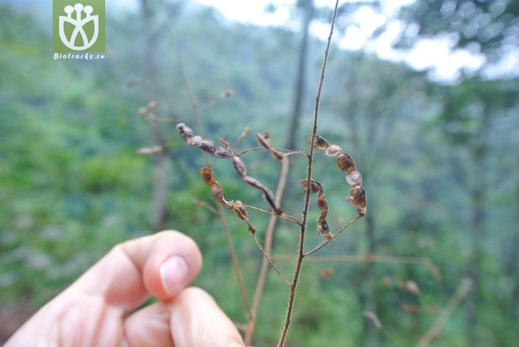 fagaceae-desmodium oblongum长圆叶山蚂蝗-云南芒市中山黑河老坡(5)