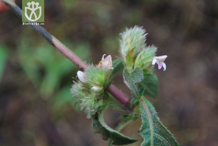 acanthaceae-lepidagathis incurva鳞花草-云南芒市中山乡 (4).