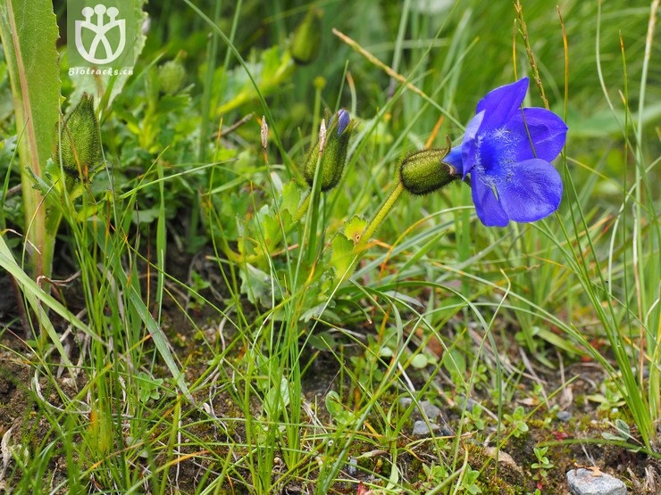 campanulaceae-cyananthus lobatus裂叶蓝钟花-西藏林芝县鲁朗林海 (3