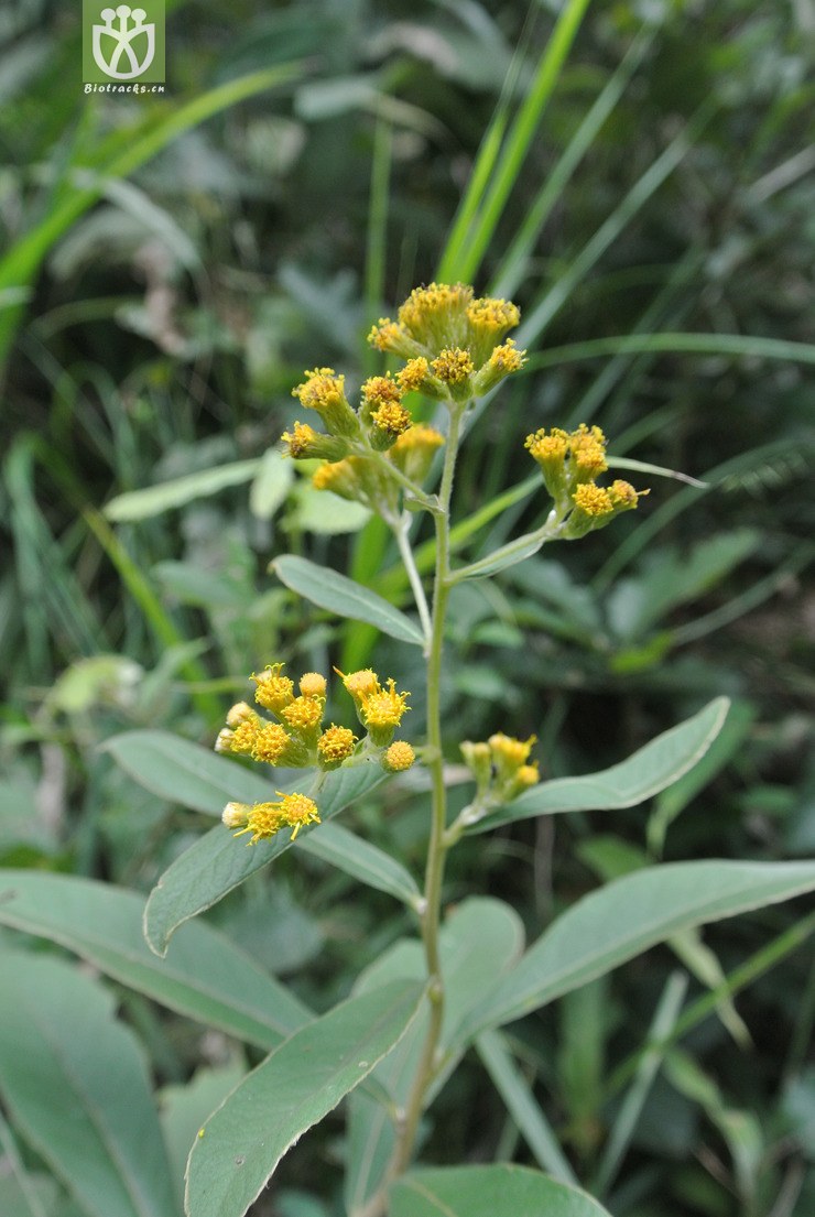 asteraceae-duhaldea cappa羊耳菊-贵州雷山雷公山 (3).