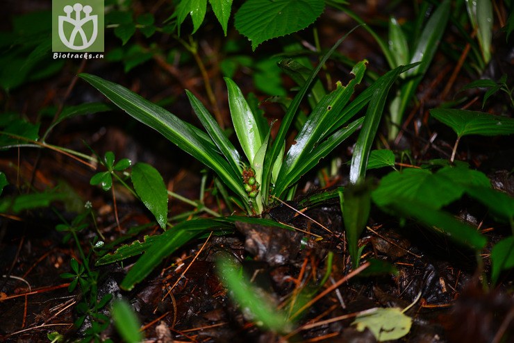 开口箭(campylandra chinensis) dsc_2412.