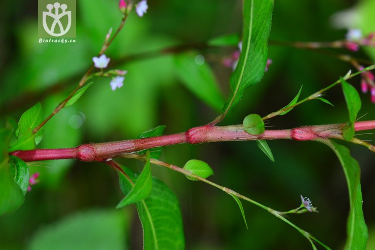 伏毛蓼(polygonum pubescens(12.jpg 相邻时间拍摄的照片 31张