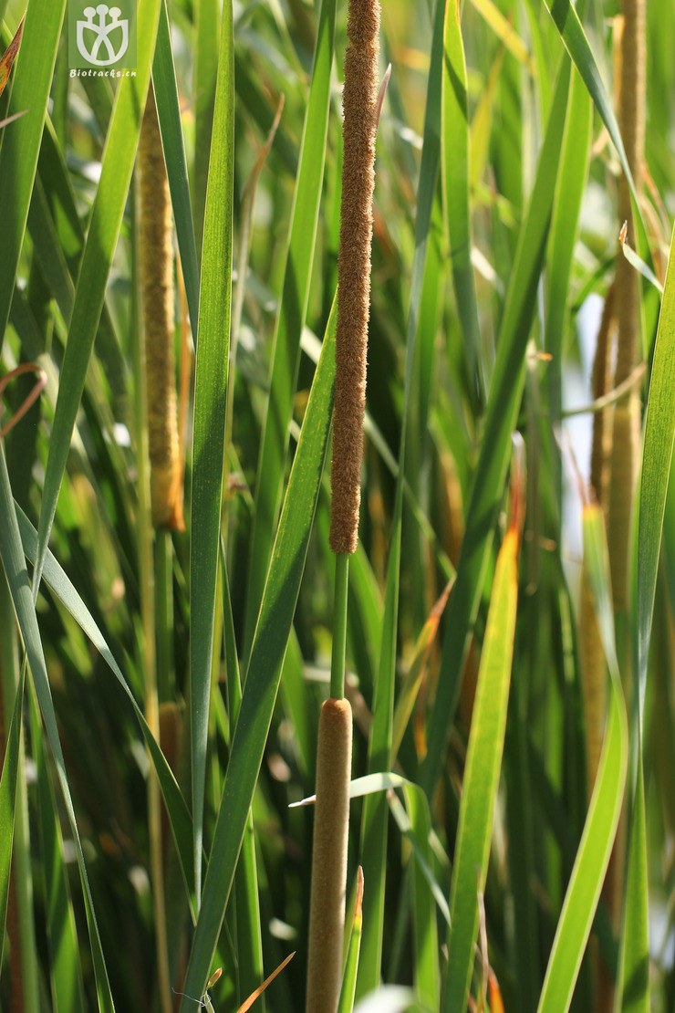 长苞香蒲(typha angustata) (4).jpg 相邻时间拍摄的照片    31张