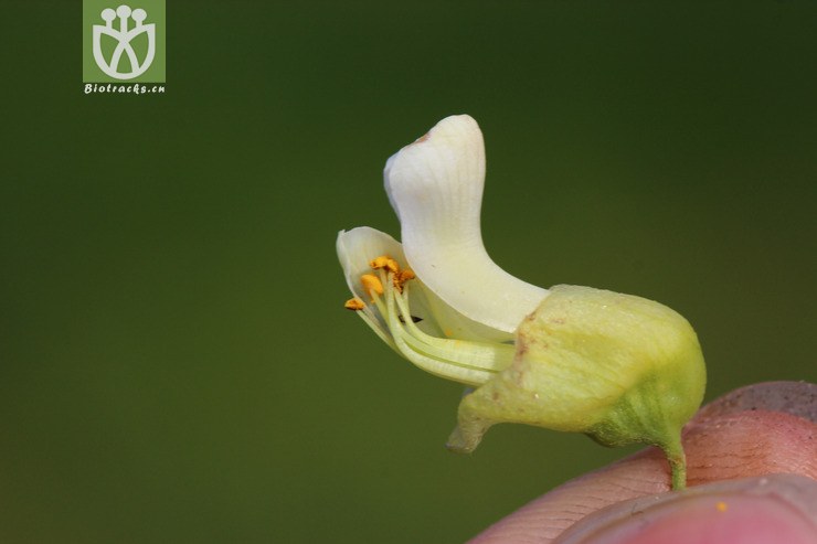 苦参(sophora flavescens) (3).jpg 相邻时间拍摄的照片      张