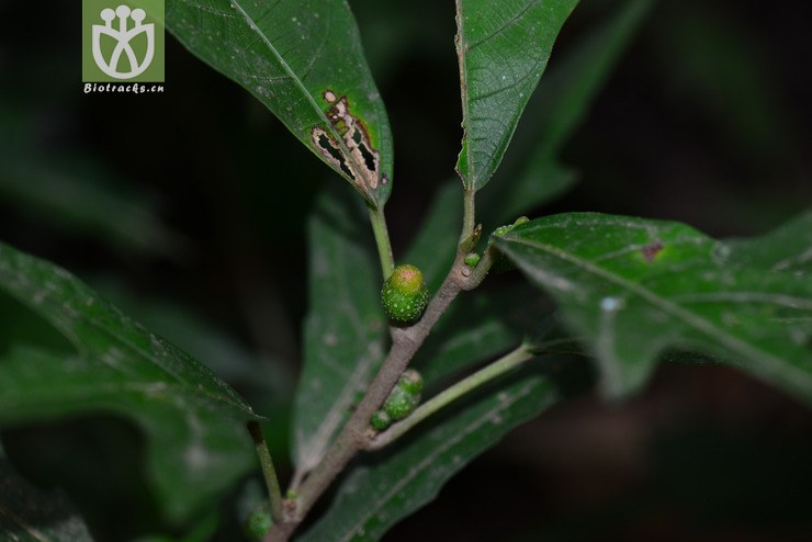 山榕(ficus heterophylla)2(0.jpg 相邻时间拍摄的照片 张