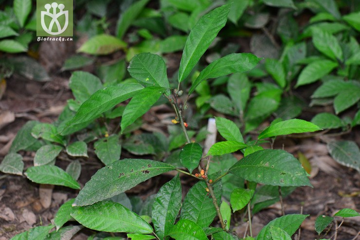 山榕(ficus heterophylla(2.jpg 相邻时间拍摄的照片 张