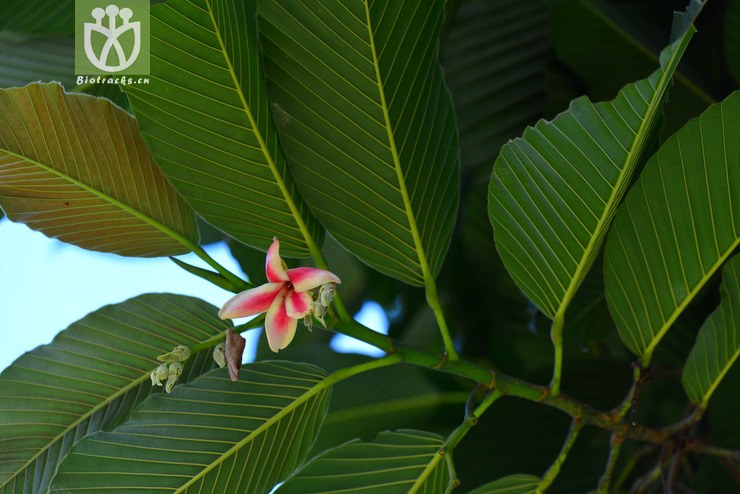 东京龙脑香(dipterocarpus retusus(2.