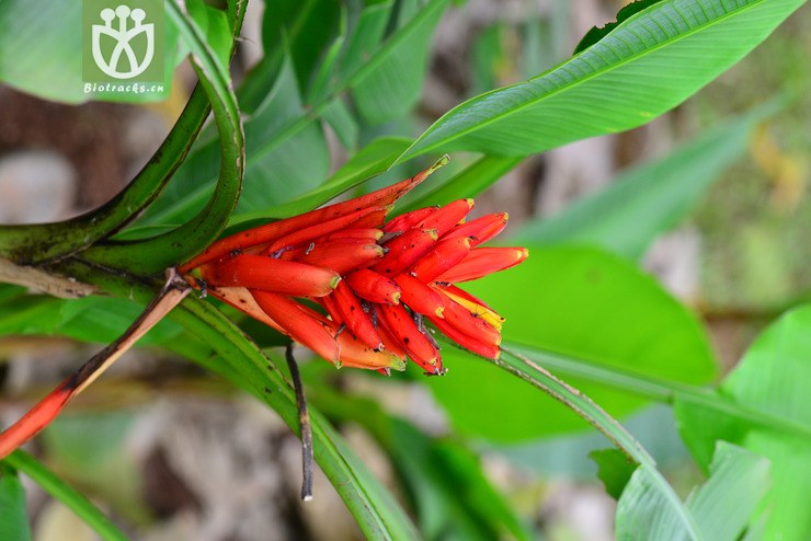 红花蕉(musa uranoscopos(0.jpg 相邻时间拍摄的照片 31张