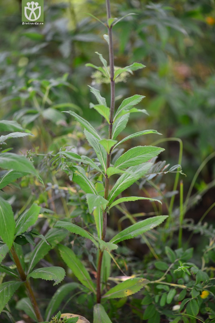 轮叶沙参(adenophora tetraphylla) (11).