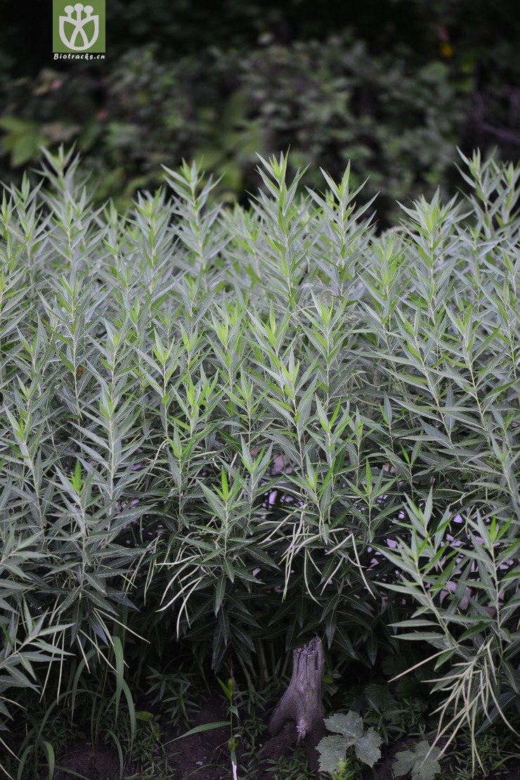柳叶水甘草(amsonia tabernaemontana) (0).