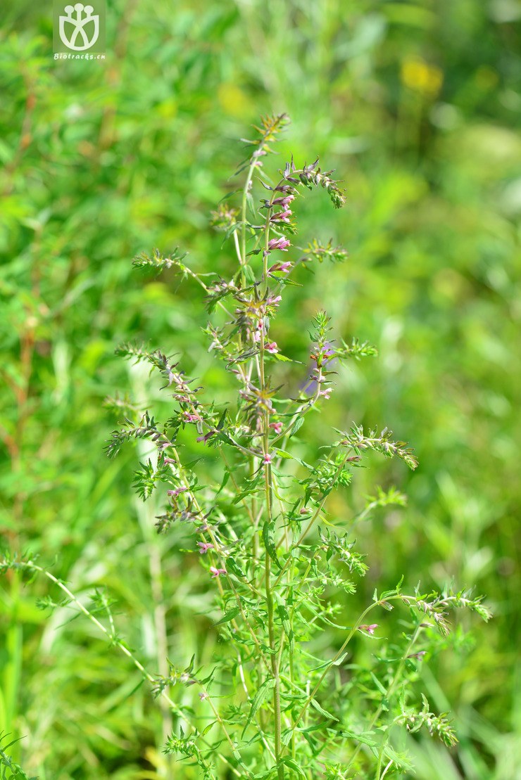 疗齿草(odontites vulgaris) (11).jpg 相邻时间拍摄的照片      张