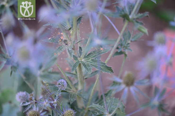 扁叶刺芹(eryngium planum) (10).jpg 相邻时间拍摄的照片      张