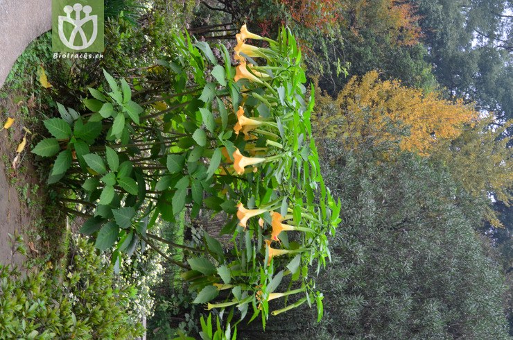 黄花木本曼陀罗(brugmansia aurea(0.