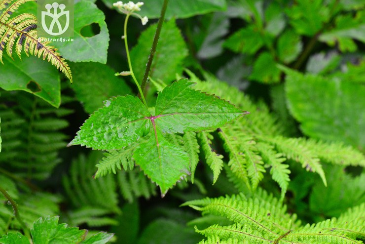 短果茴芹(pimpinella brachycarpa) (6).