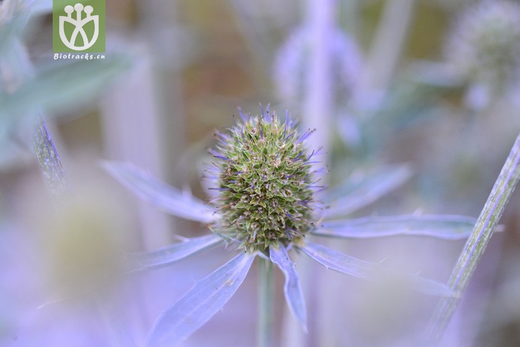 扁叶刺芹(eryngium planum(2.jpg 相邻时间拍摄的照片 张