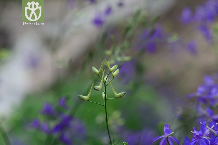 ȸ(delphinium) (4).jpg