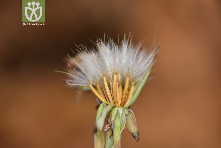 桃叶鸦葱(scorzonera sinensis(1.jpg