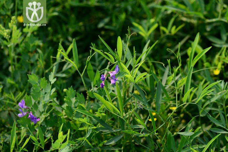 山黧豆(lathyrus quinquenervius) (1).