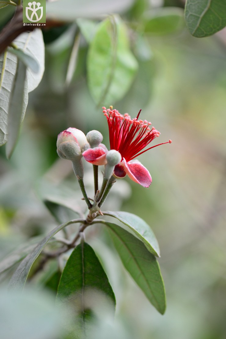 菲油果(acca sellowiana(3.jpg 相邻时间拍摄的照片 张