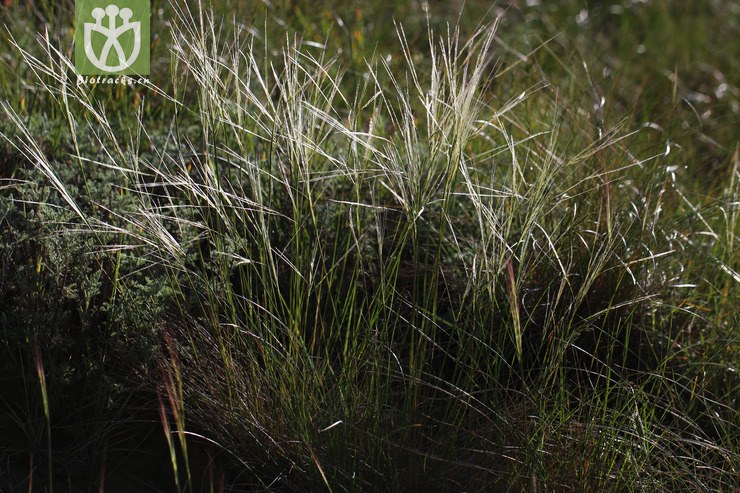 戈壁针茅(stipa tianschanica var. gobica) (5).