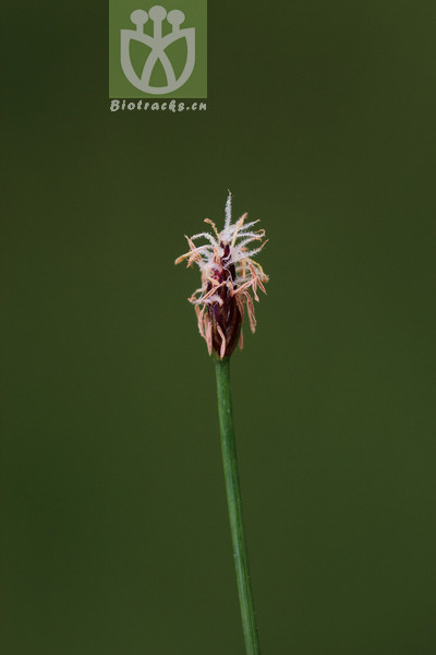 Bulbostylis palustris