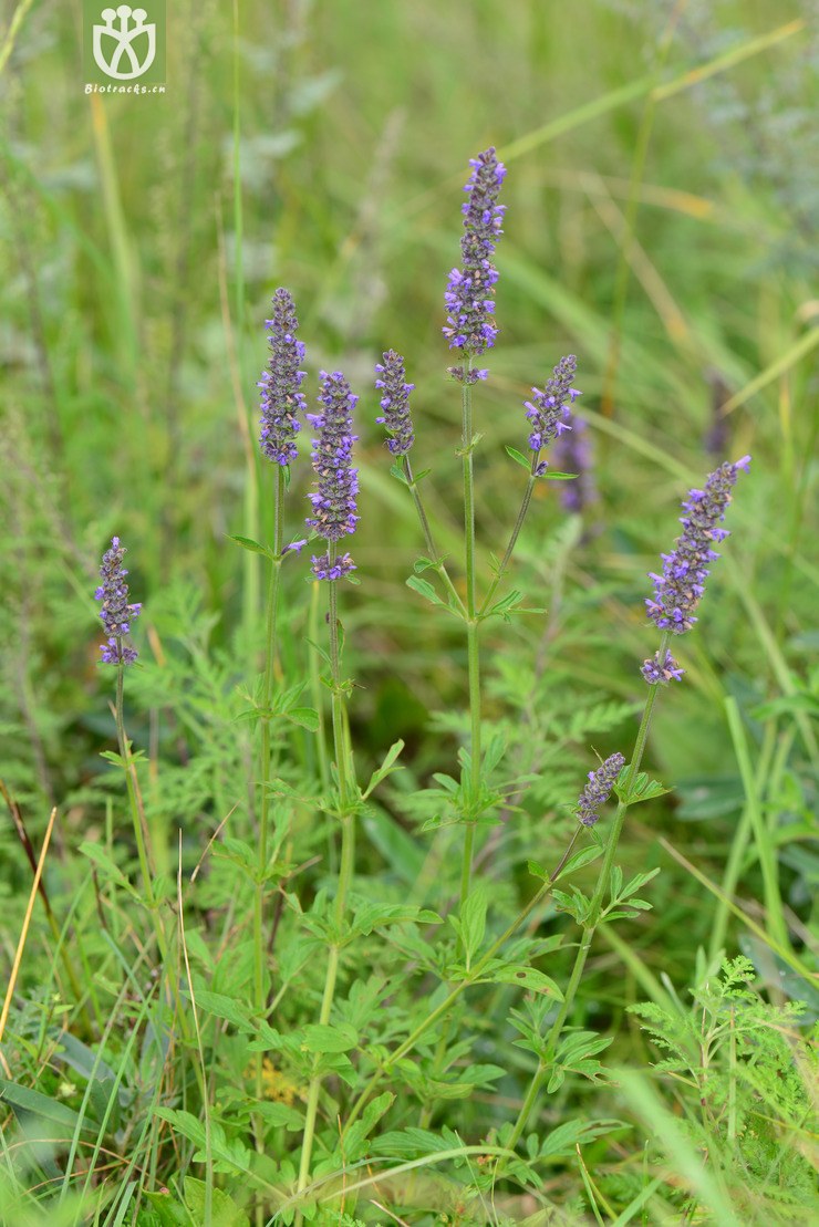 多裂叶荆芥(nepeta multifida) (2).