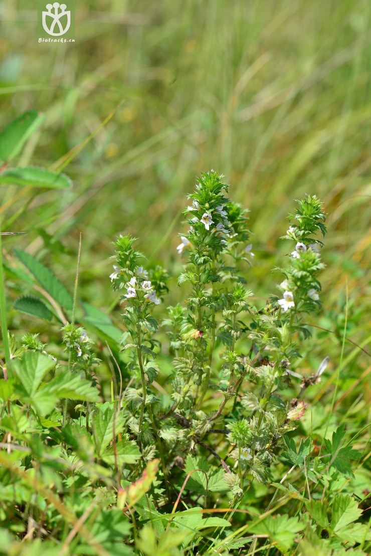 小米草(euphrasia pectinata) (14).