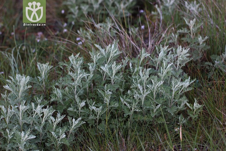 密毛白莲蒿(artemisia sacrorum var. messerschmidtiana) (0).