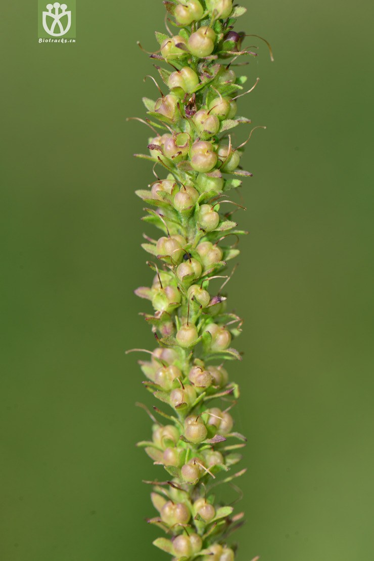 细叶穗花(pseudolysimachion linariifolium(2.