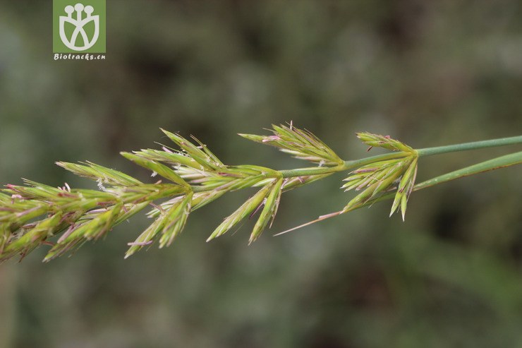 赖草(leymus secalinus) (6).jpg 相邻时间拍摄的照片      张