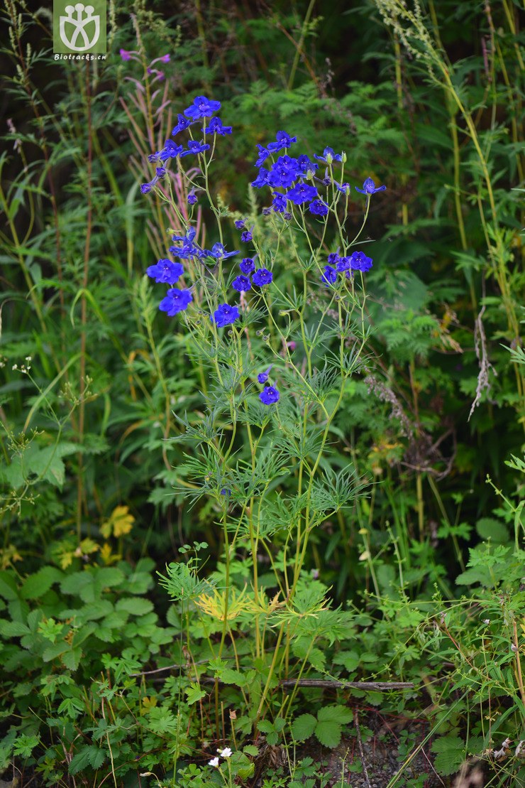 翠雀(delphinium grandiflorum) (36).