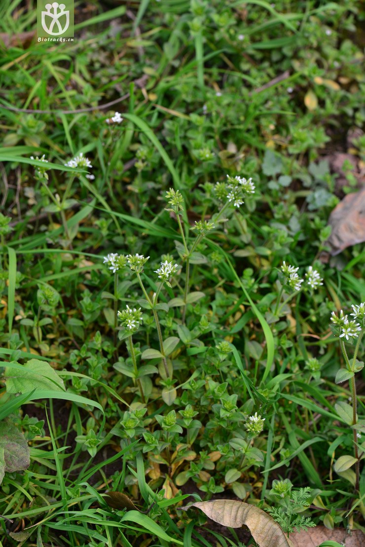 球序卷耳(cerastium glomeratum(9.jpg