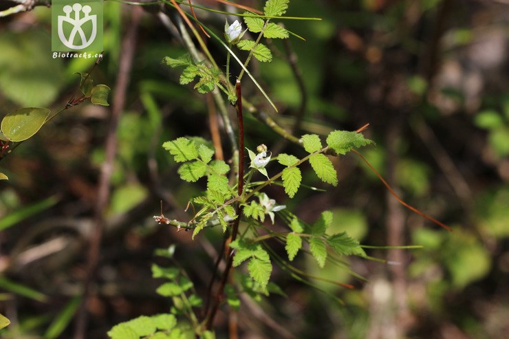 针刺悬钩子(rubus pungens) (0).jpg 相邻时间拍摄的照片      张