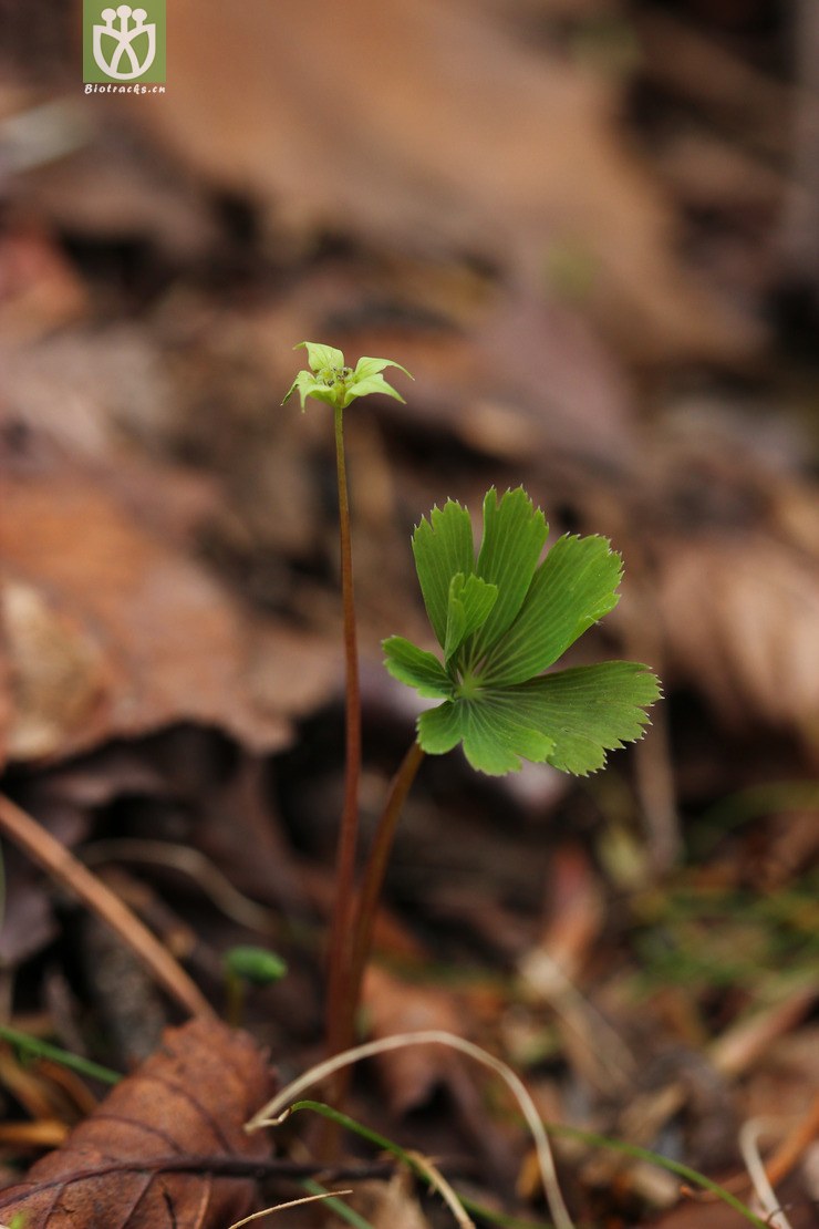 独叶草(kingdonia uniflora) (3).jpg