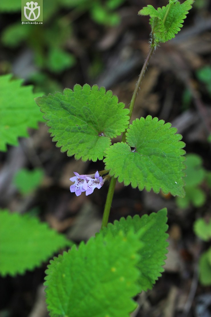 活血丹(glechoma longituba(2.jpg 相邻时间拍摄的照片 张