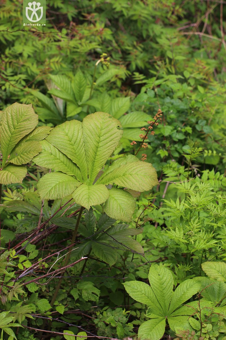 七叶鬼灯檠(rodgersia aesculifolia) (2).