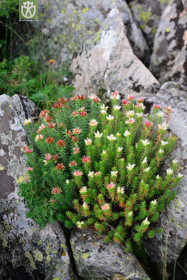小丛红景天(rhodiola dumulosa(8.jpg 相邻时间拍摄的照片 31张