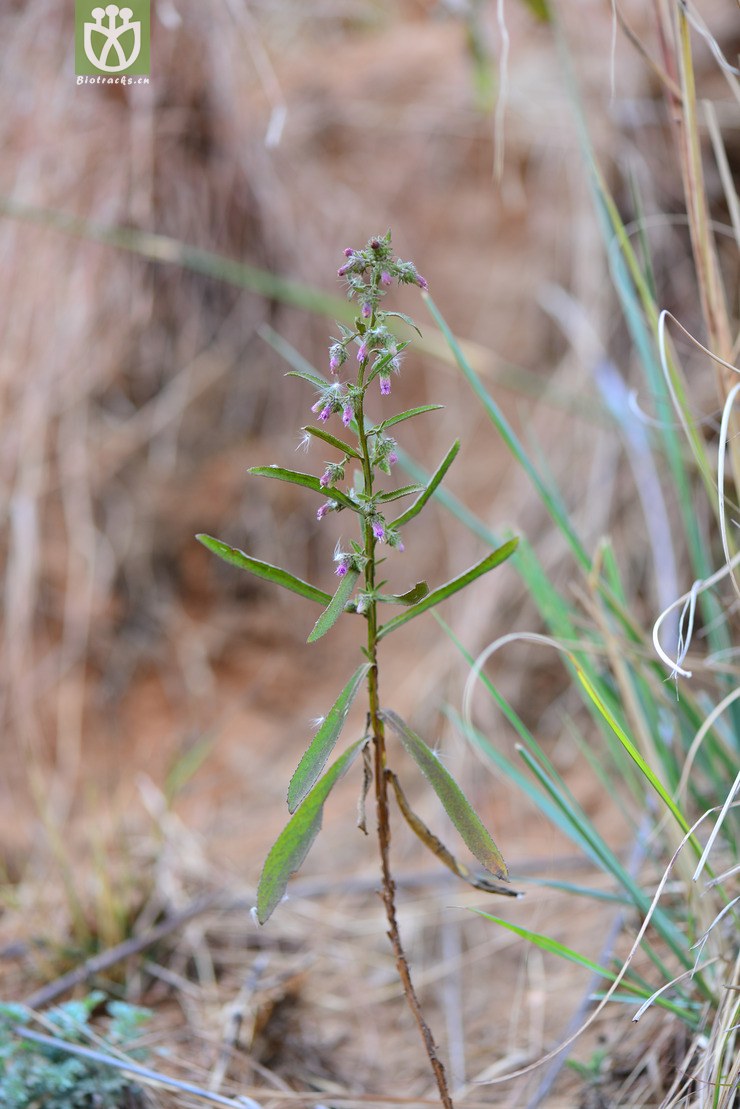 六棱菊(laggera alata(4.jpg 相邻时间拍摄的照片 张