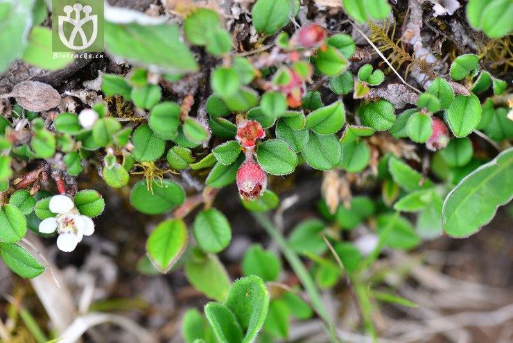 西南黄杨叶栒子(cotoneaster buxifolius var. rockii) (4).