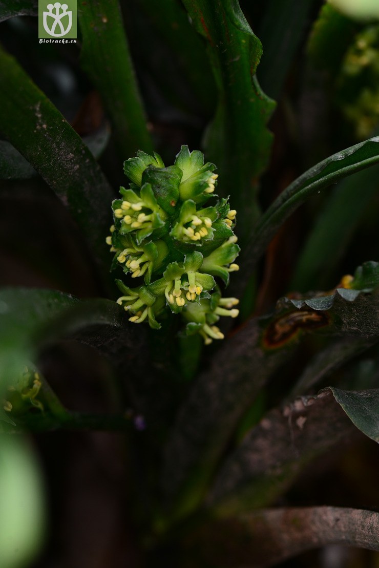 筒花开口箭(campylandra delavayi) (1).