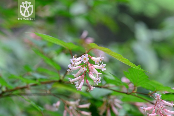 中华绣线梅(neillia sinensis) (2).jpg 相邻时间拍摄的照片      张