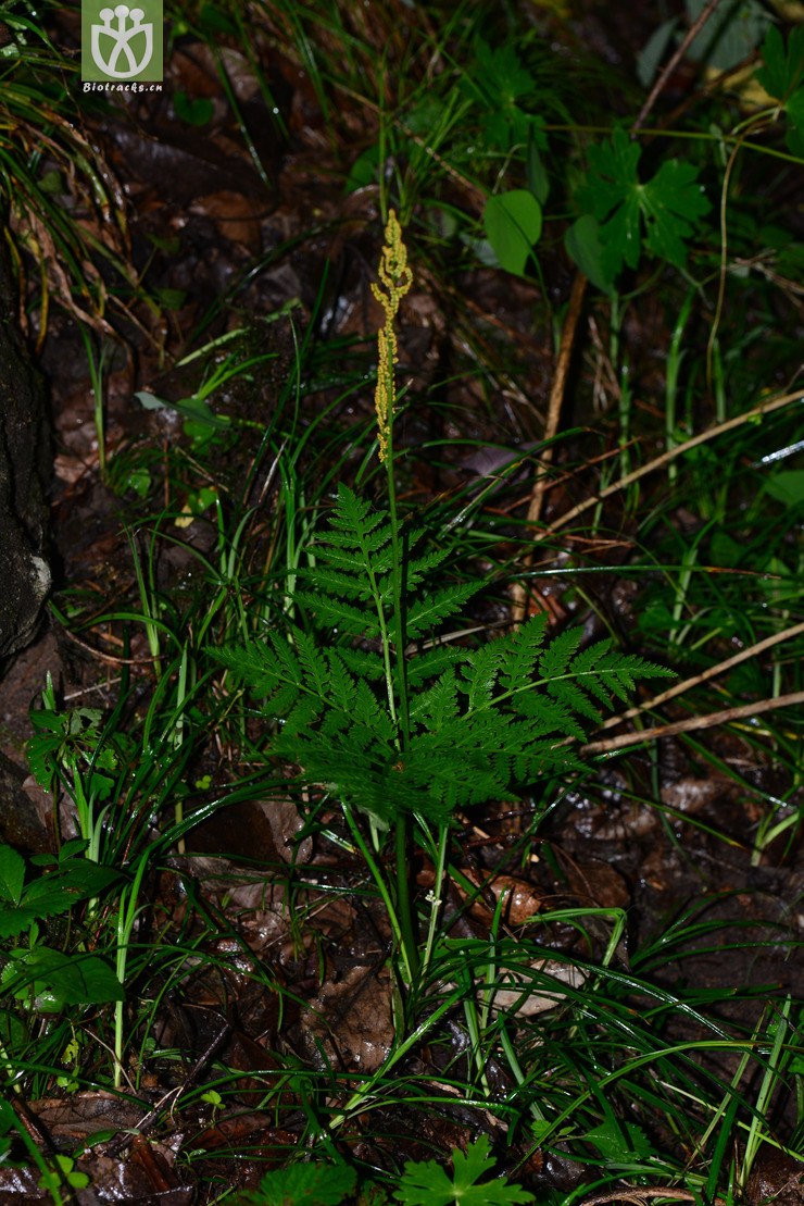 劲直阴地蕨(botrychium strictum) (11).jpg