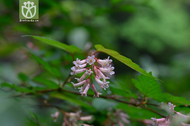 中华绣线梅(neillia sinensis) (3).jpg 相邻时间拍摄的照片      张