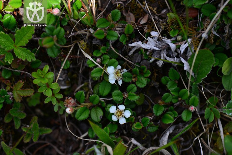 西南黄杨叶栒子(cotoneaster buxifolius var. rockii) (1).