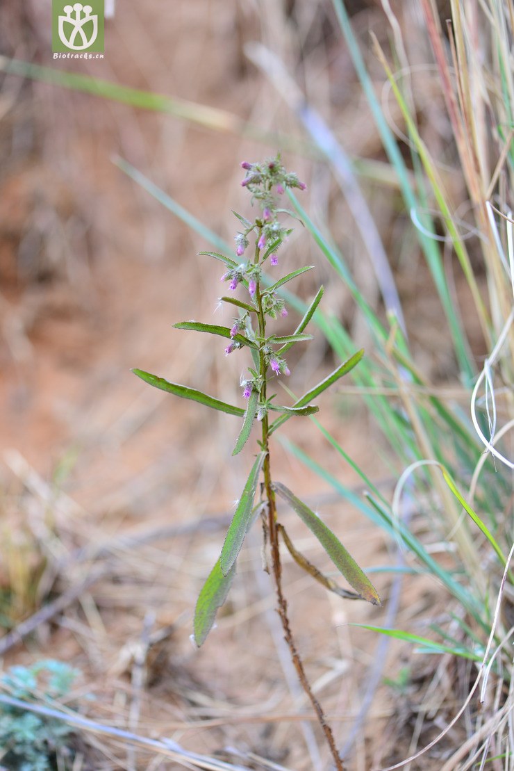 六棱菊(laggera alata) (3).jpg 相邻时间拍摄的照片      张