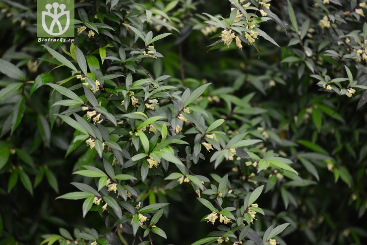 蕊帽忍冬(lonicera pileata) (4).jpg 相邻时间拍摄的照片      张